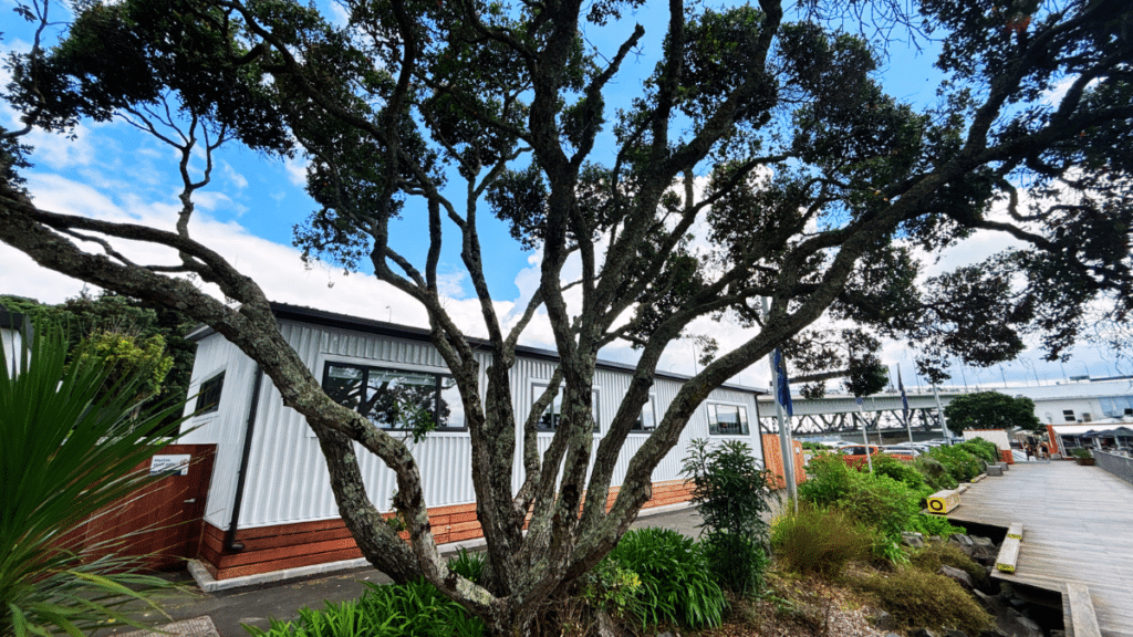 Westhaven Marina Case Study - Modular Office Building (40) Beautiful Pohutukawa at Westhaven Marina - with new modular building behind by Transbuild